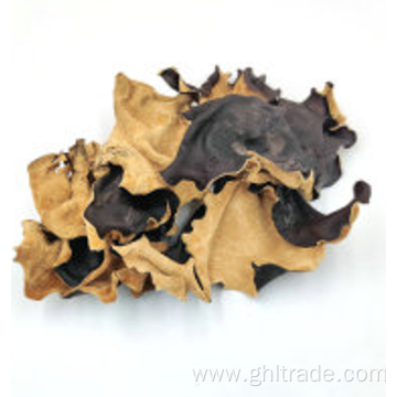 buy cheap Black Fungus With White Back